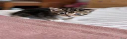 Mixed Breed cats for sale: 4 Beautiful Female Kittens Ready in August - Advert 25
