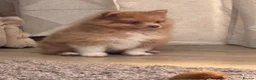 Pomeranian dogs for sale: Cream Pomeranian Boy  - Advert 8