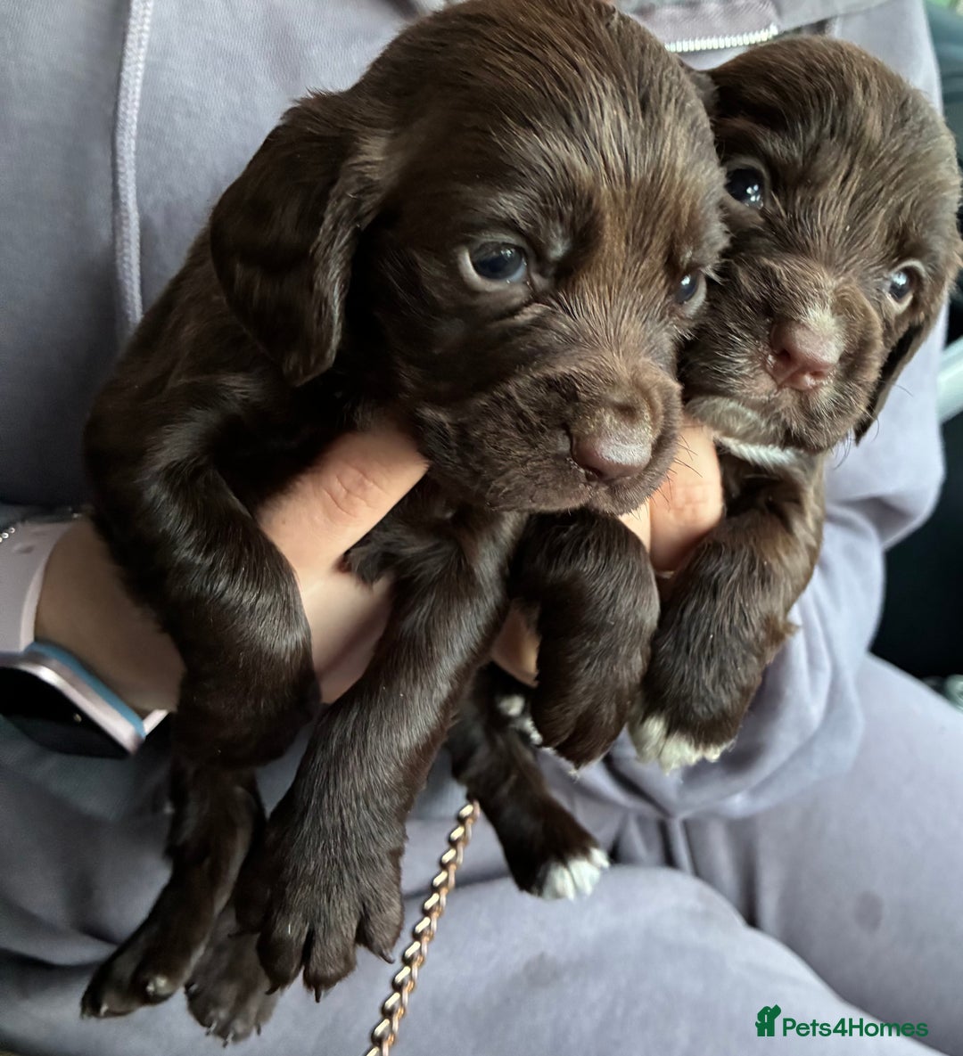 Cocker Spaniel dogs for sale: Cocker spaniel pups - Image 9