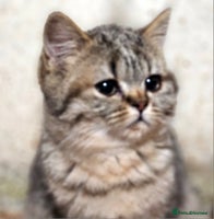 Mixed Breed cats - Advert 6