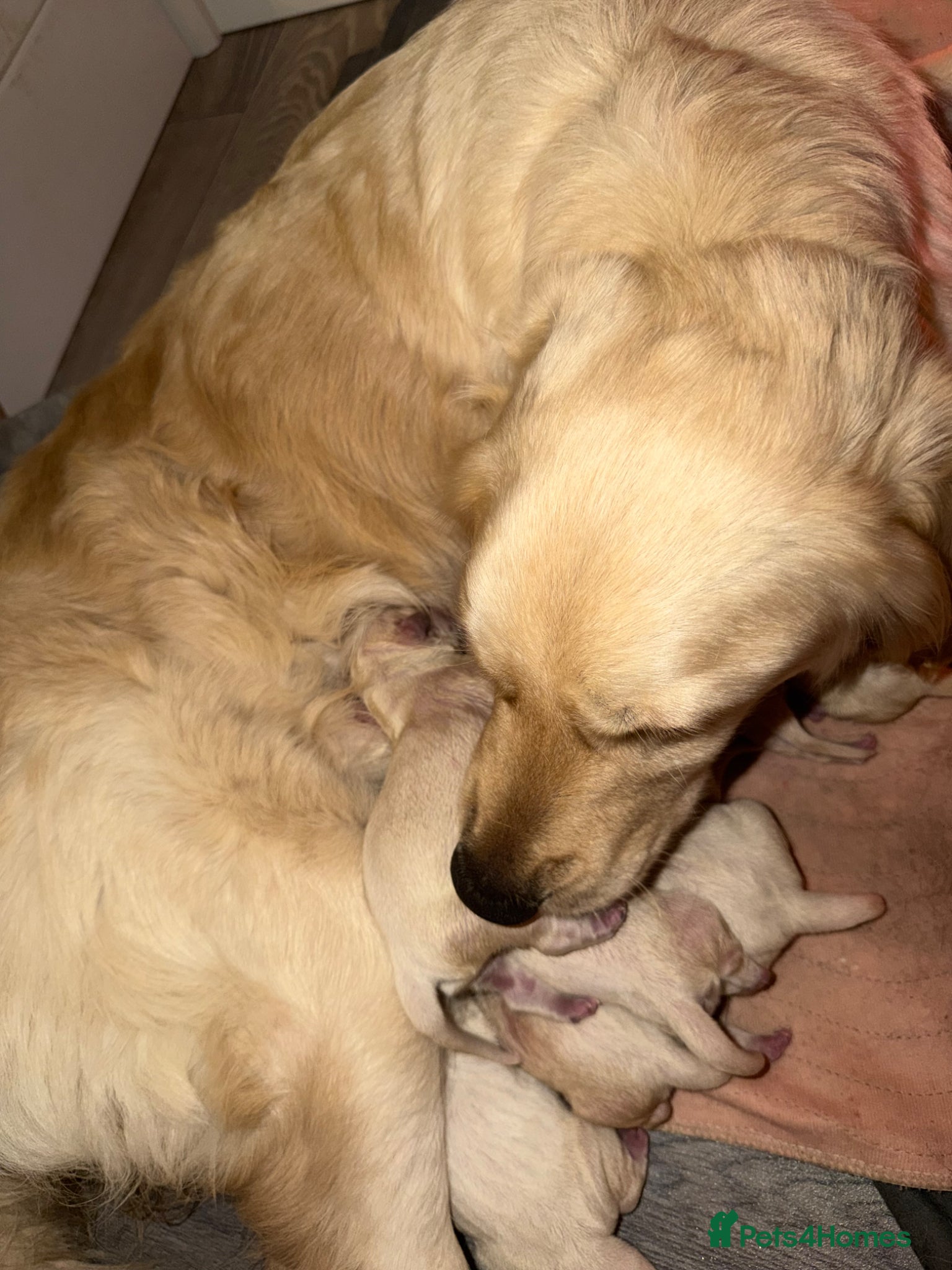 Golden Retriever dogs Cream/white KC GOLDEN retrievers  - Advert 2