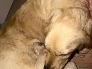 Golden Retriever dogs Cream/white KC GOLDEN retrievers - Advert 2