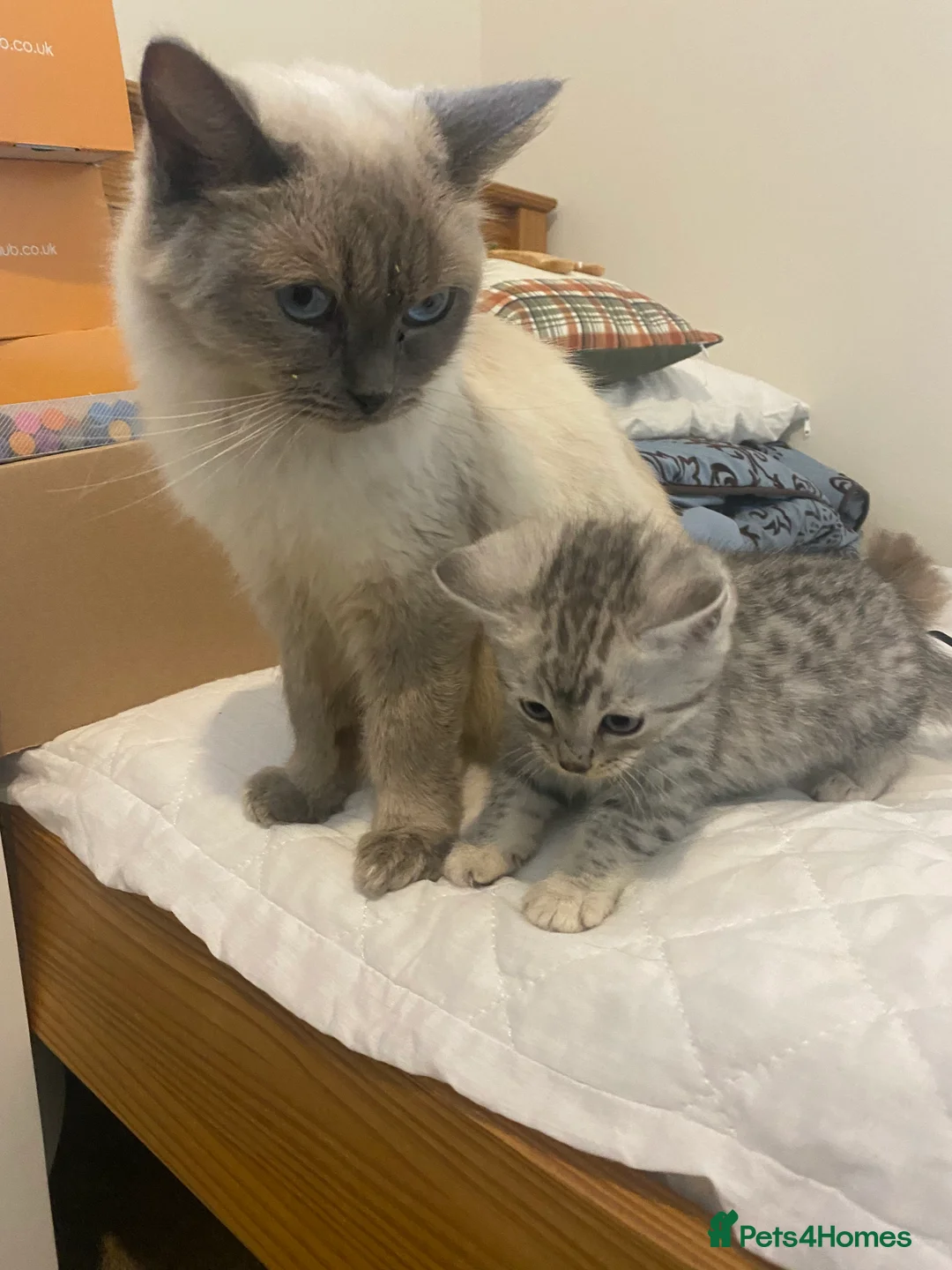 Mixed Breed cats for sale: Ragdol x bengal 2 left  - Advert 7