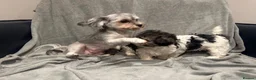 Maltipoo dogs for sale:  Small Maltipoo  - Advert 6