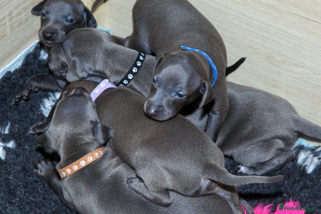 Italian Greyhound dogs for sale: 2 Stunning Italian Greyhound males left only £1800 in Norwich - Image 2