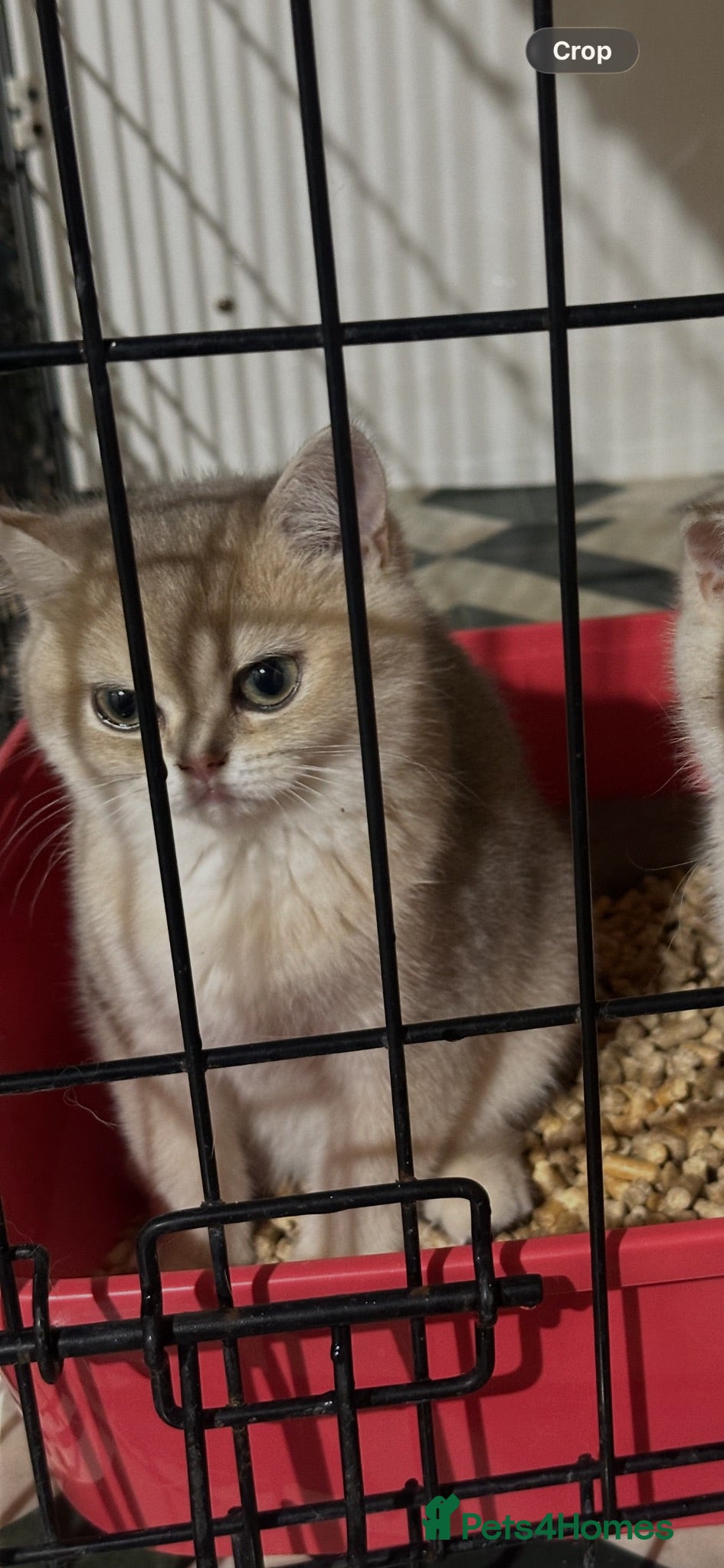 British Shorthair cats Last gorgeous girl left 😻 reduced price  - Advert 2