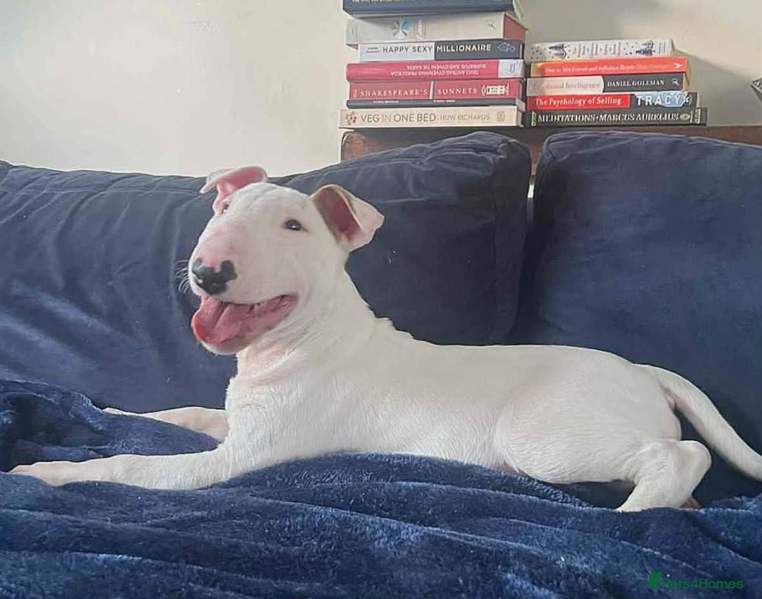 English Bull Terrier dogs for sale: Outstanding standard Bull terrier boys available  - Advert 1