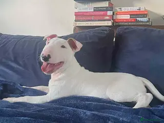 English Bull Terrier dogs Outstanding standard Bull terrier boys available - Advert 1