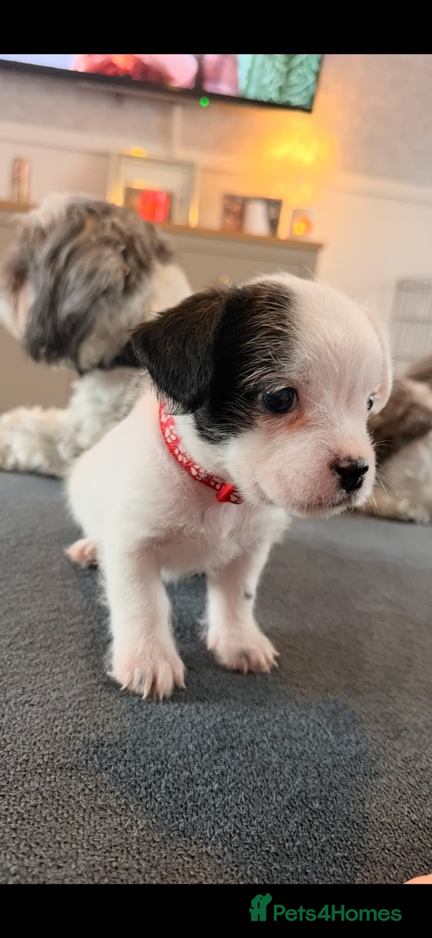 Mixed Breed dogs Shorkie pup for sale  - Advert 9