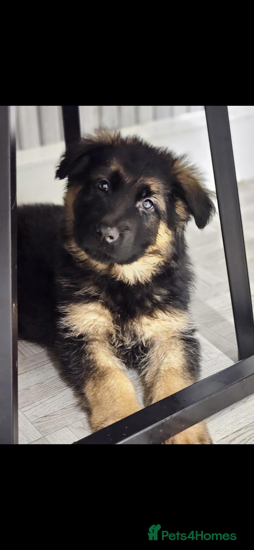 German Shepherd dogs for sale: Chunky German shepherd puppies for sale  - Advert 7