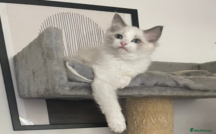 Ragdoll cats - Advert 16
