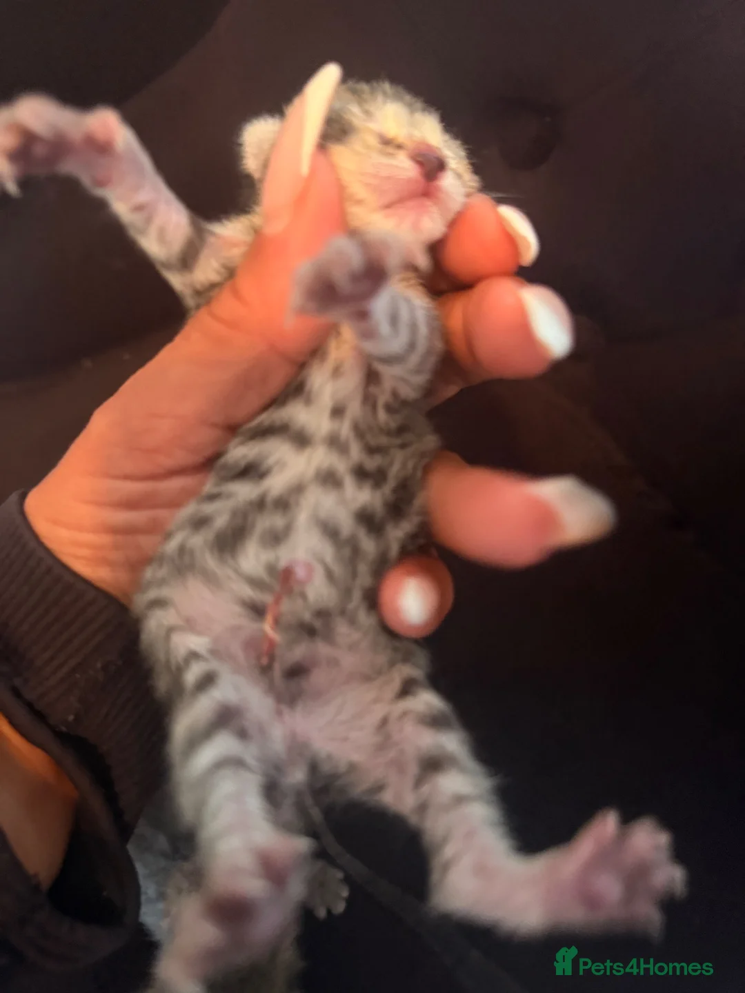 Savannah cats for sale: STUNNING markings beautiful Savannah kittens  - Advert 7