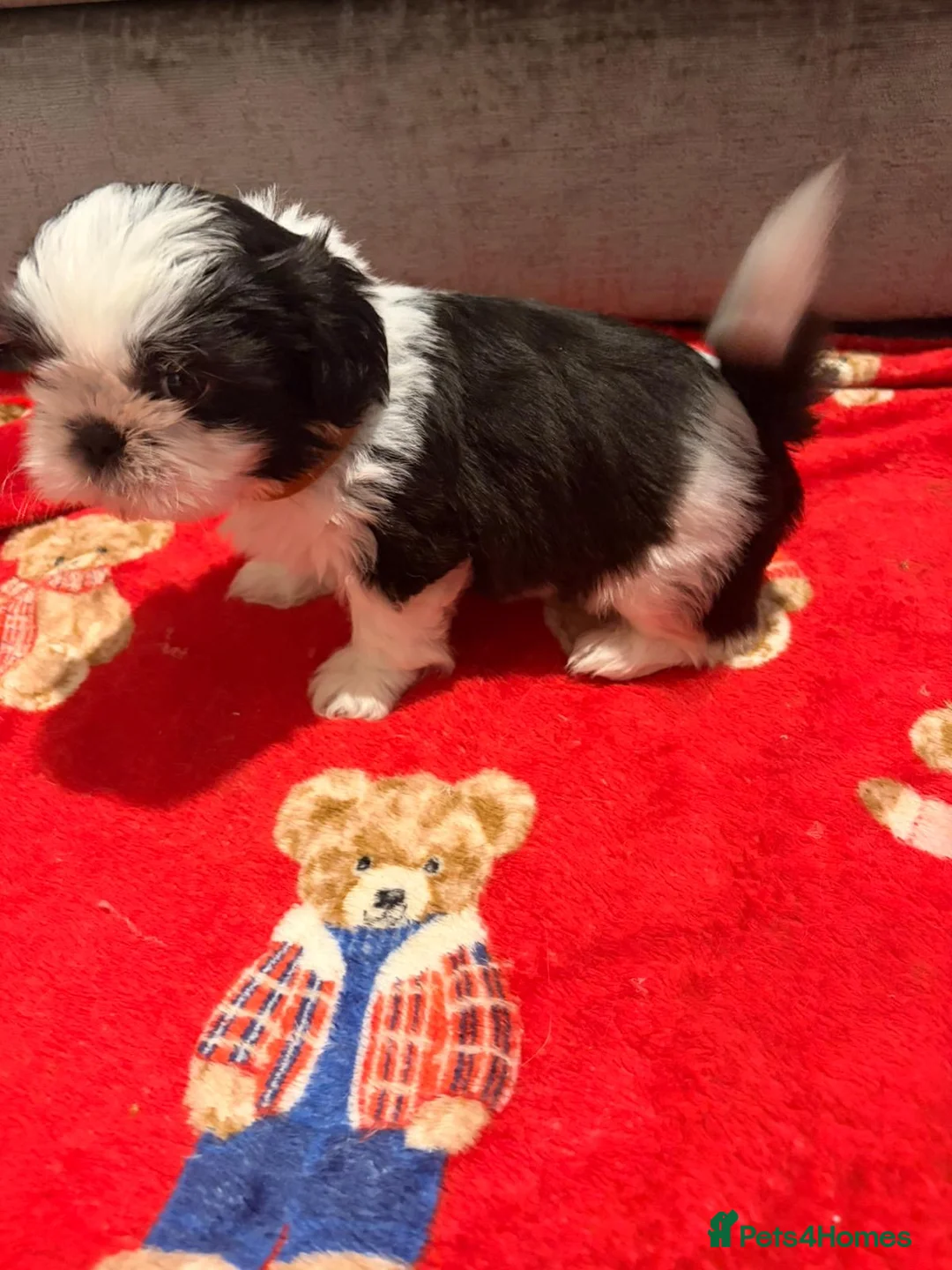 Shih Tzu dogs for sale:  Shih Tzu puppy  - Advert 25