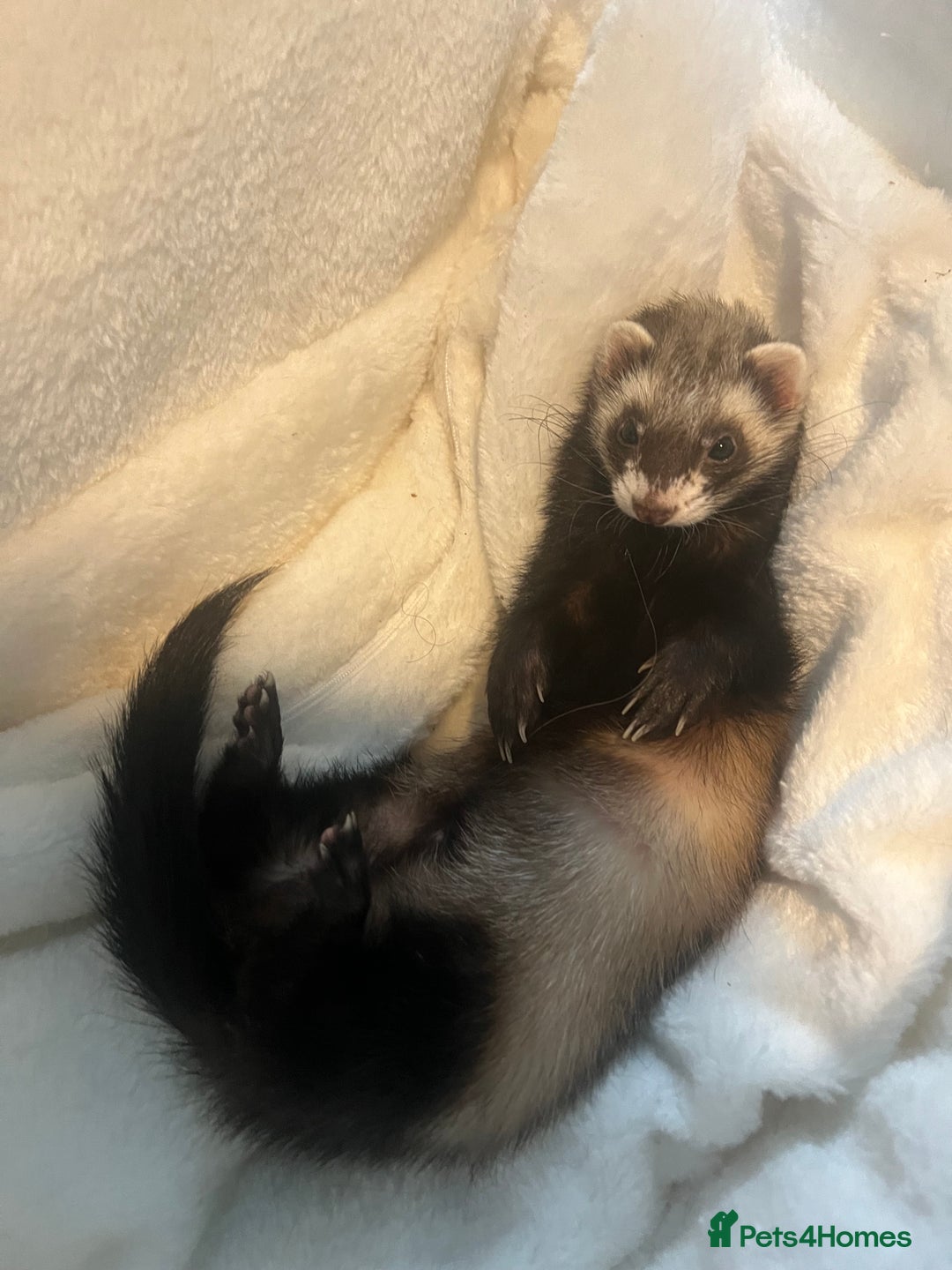Ferret rodents for sale: 2 Bonded male ferrets, cage and full set up - Image 3