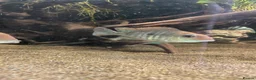 Cichlids fish for sale: Red head tapajos x 3  - Advert 2