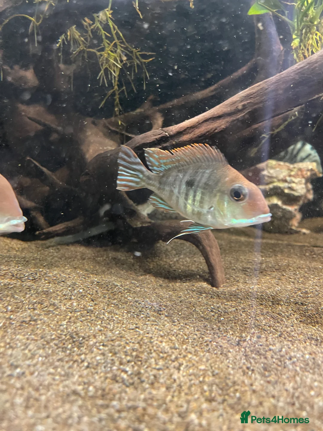 Cichlids fish for sale: Red head tapajos x 3  - Advert 2