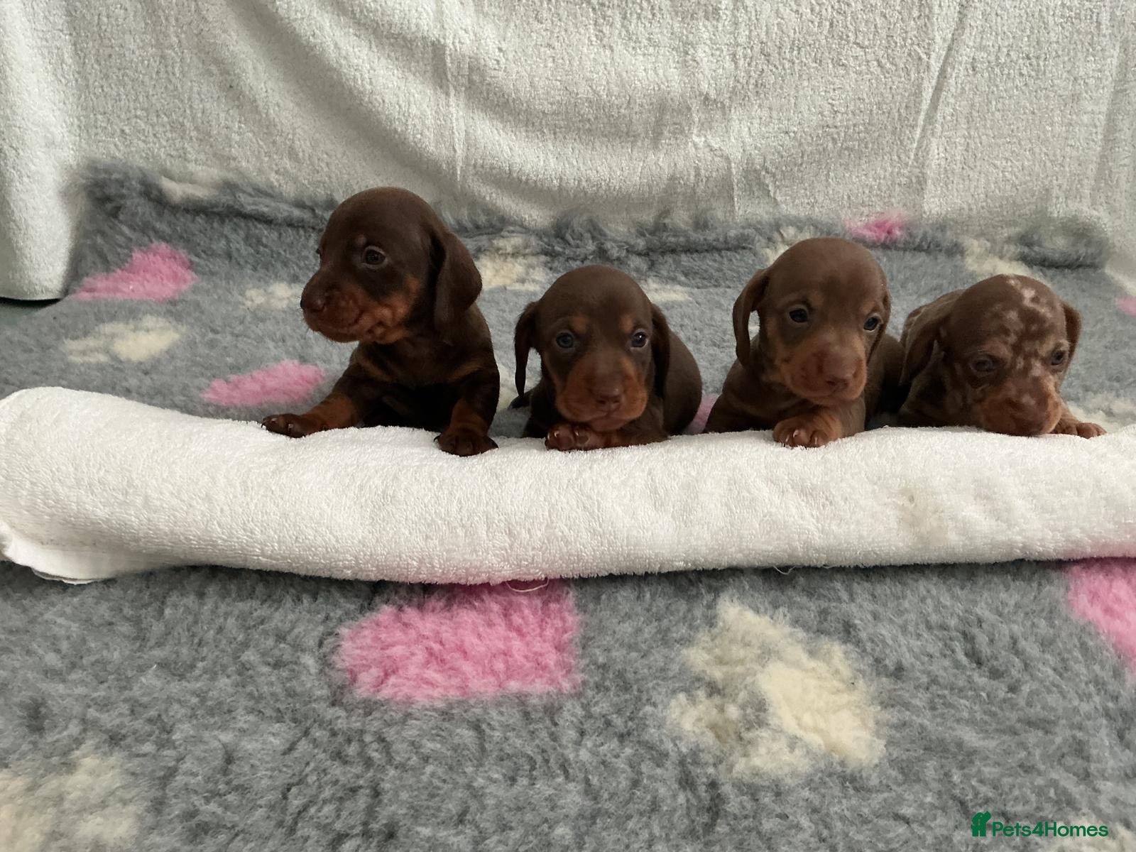 Miniature Dachshund dogs 🤩4 stunning miniature dachshund 🤩 - Advert 1