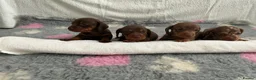 Miniature Dachshund dogs for sale: 🤩4 stunning miniature dachshund 🤩 - Advert 1
