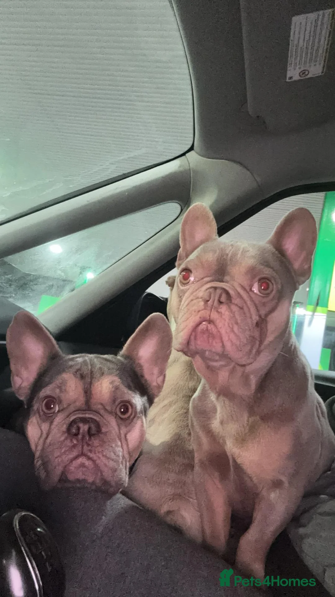 French Bulldog dogs for sale: French Bulldogs For Sale - Advert 3
