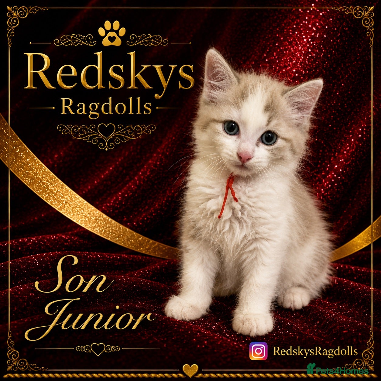 Ragdoll cats Stunning Ragdoll Kittens for Sale - Advert 2