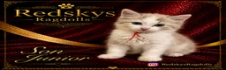 Ragdoll cats for sale: Stunning Ragdoll Kittens for Sale - Advert 4