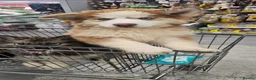 Siberian Husky dogs for sale: Ready to go ! Siberian Husky - Advert 3