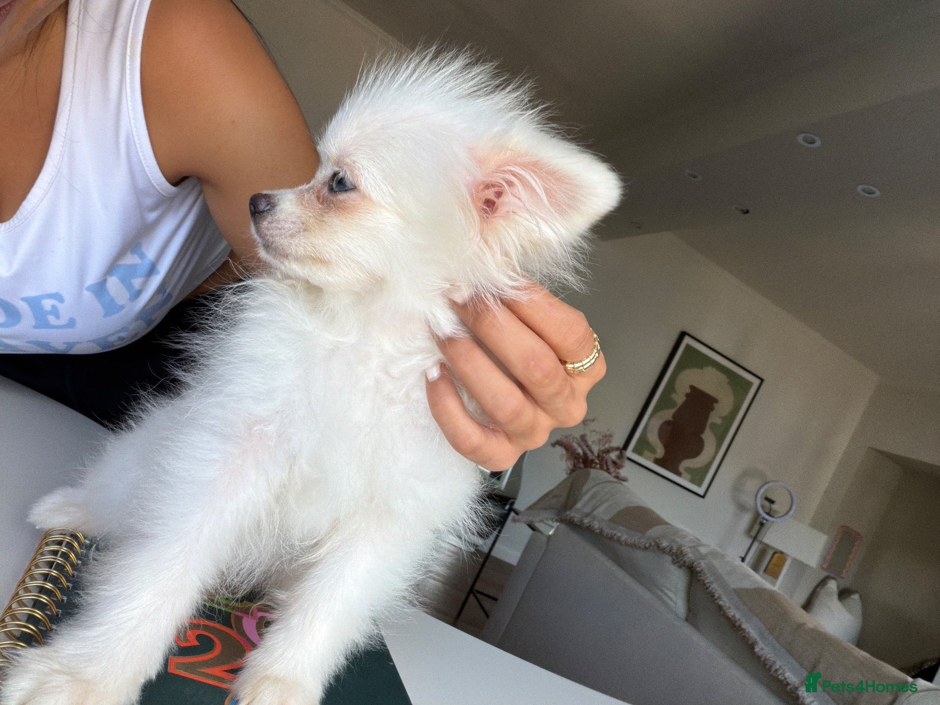 Pomeranian dogs White Pom blue eyes  - Advert 5
