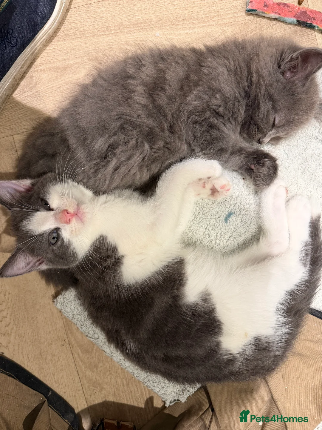 Mixed Breed cats for sale: Ladder climber  - Advert 2