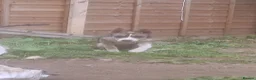Siberian Husky dogs for sale: 5 month old husky freya  in Manchester - Advert 3