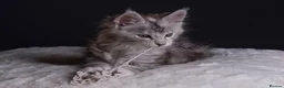 Maine Coon cats for sale: Black Silver Polydactyl MaineCoon Active Register  in Bonnybridge - Advert 3