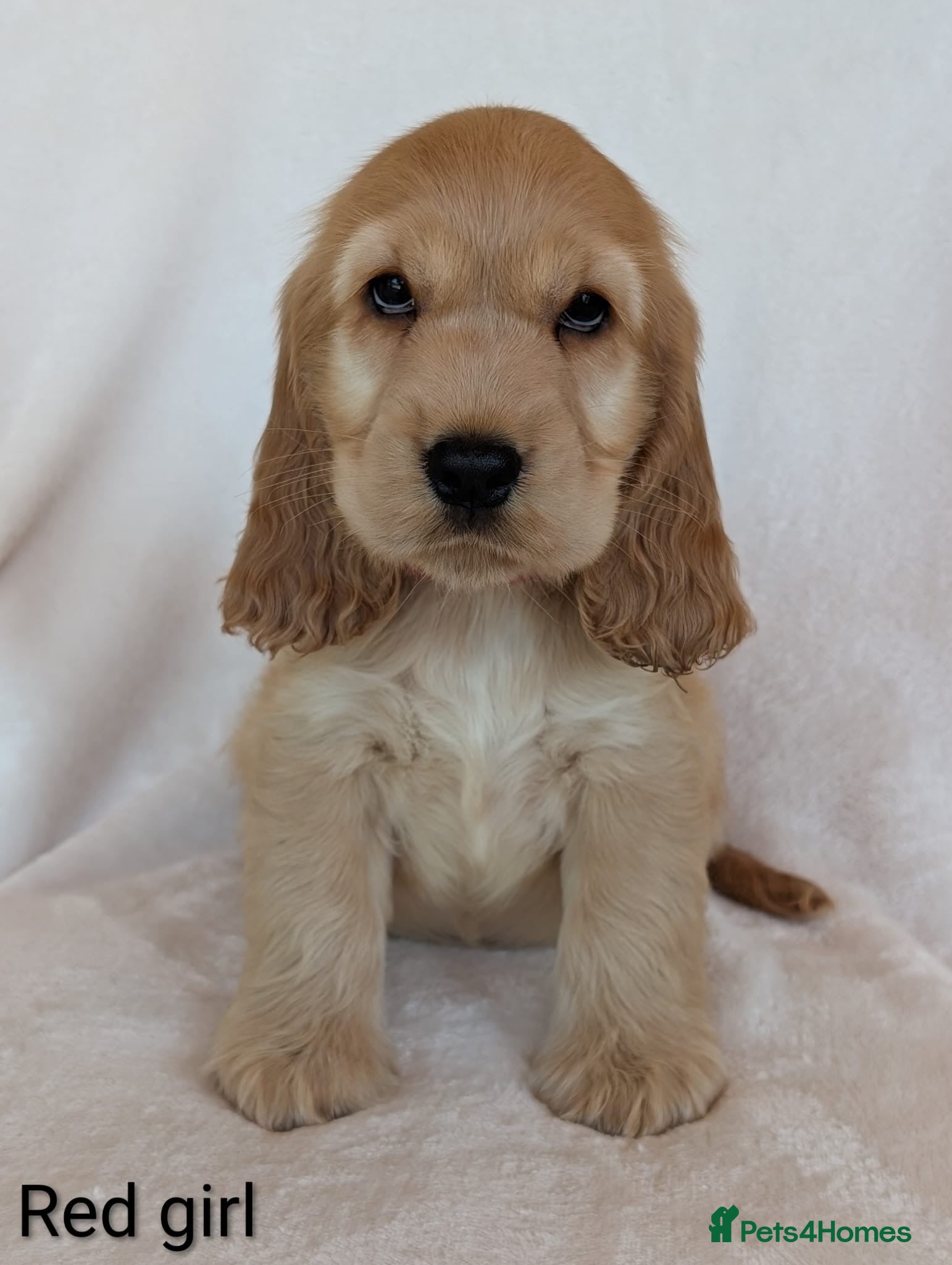 Cocker Spaniel dogs Adorable Show Cocker Spaniel puppies - Advert 2