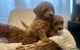 Toy Poodle dogs for sale: 🤎Toy poodles🤎 - Image 26