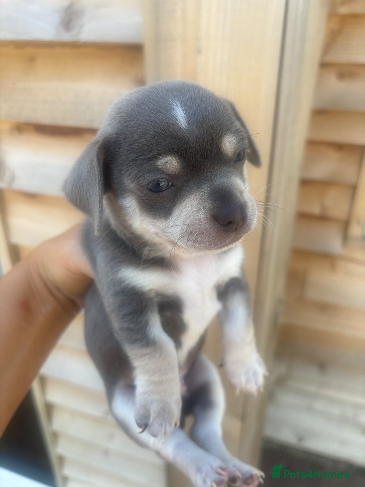 Chihuahua dogs CHIHUAHUA BEAUTIFUL READY 20TH JUNE LAST BOY - Advert 7