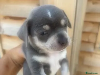 Chihuahua dogs CHIHUAHUA BEAUTIFUL READY 20TH JUNE LAST BOY - Advert 7