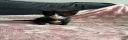 Domestic Shorthair cats for sale: Beautiful kittens 5* homes  - Advert 28