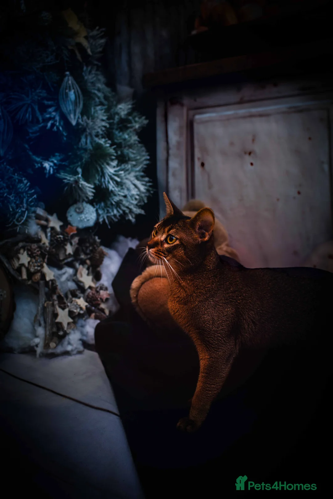 Abyssinian cats for stud: Stud Abyssinian TICA Registered in Corby - Advert 4