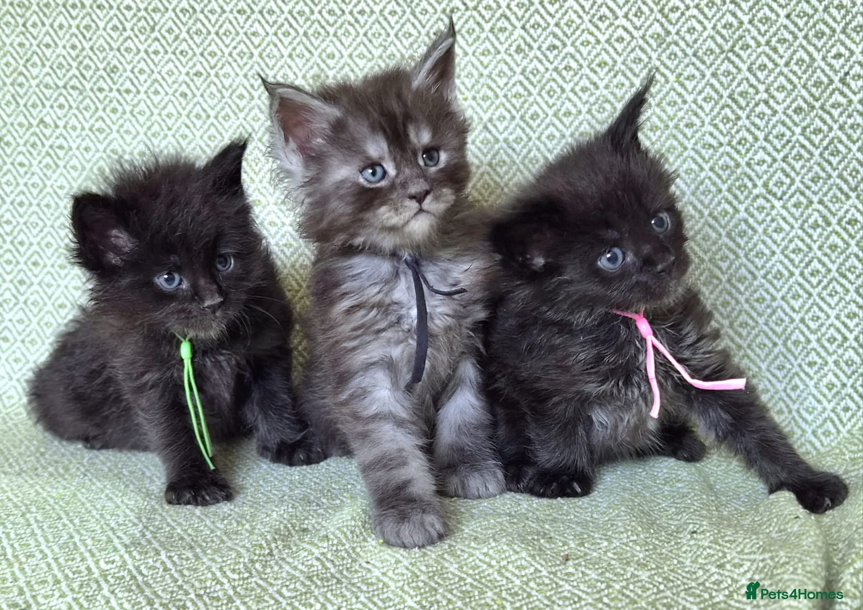 Maine Coon cats Stunning XL Black & Blue Smoke TICA Maine Coons - Advert 2