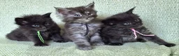 Maine Coon cats for sale: Stunning Black And Blue Smoke Pedigree Maine Coons - Advert 12