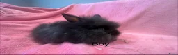Lionhead rabbits for sale: Mini double maned lionheads  - Advert 11