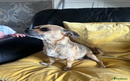 Chihuahua dogs for sale: 3 Gorgeous Chihuahua pups  - Image 8