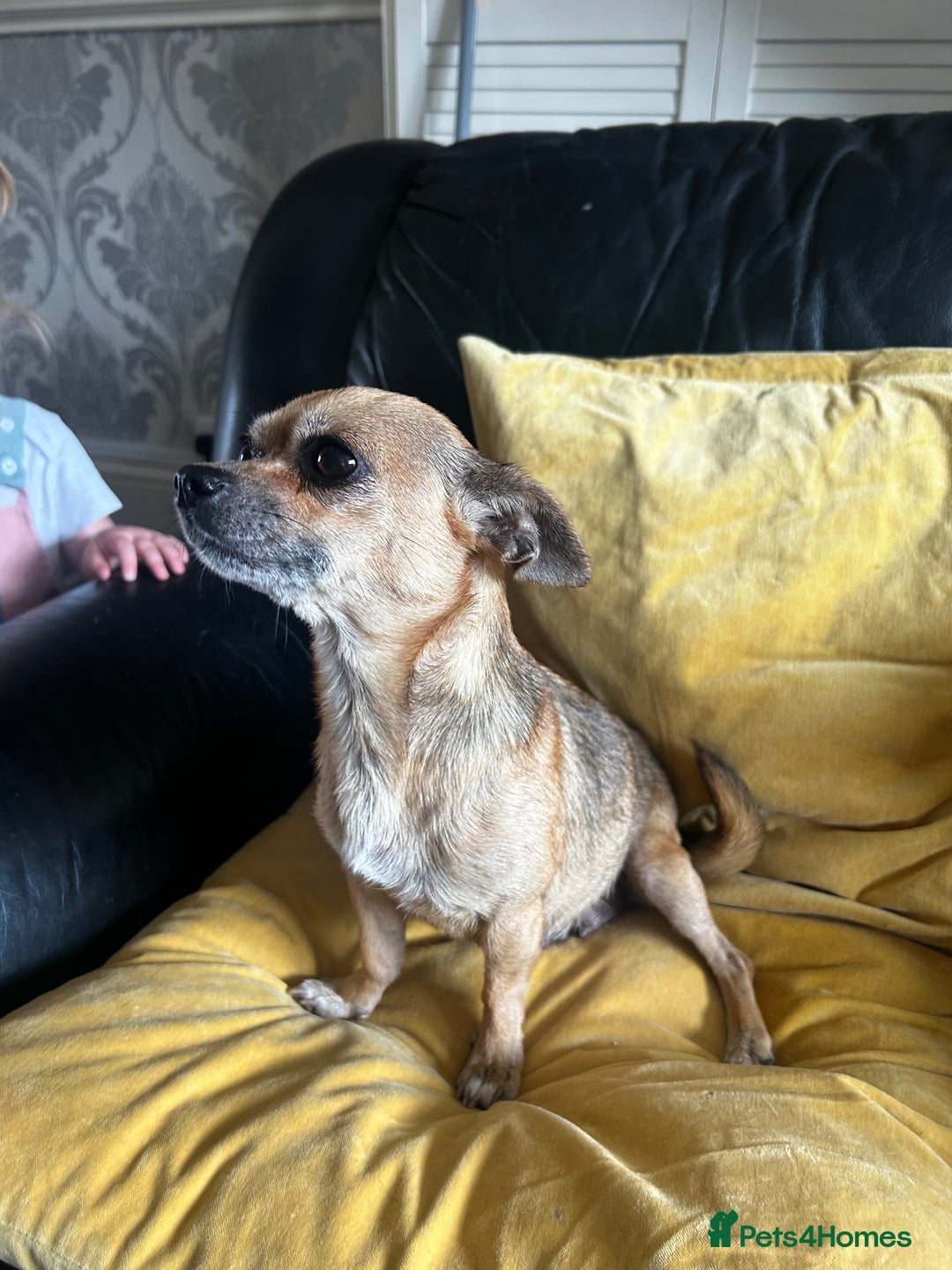 Chihuahua dogs for sale: 3 Gorgeous Chihuahua pups  - Image 8