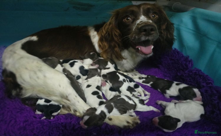 English Springer Spaniel dogs - Advert 1