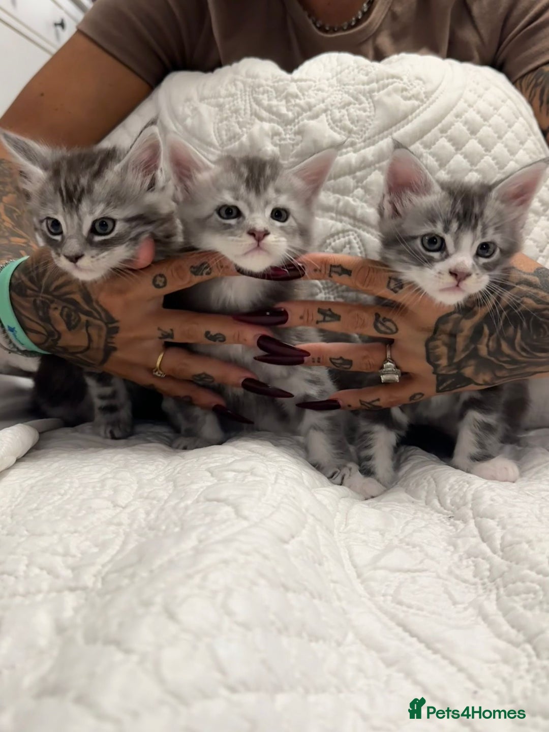 Maine Coon cats for sale: Stunning Maine Coon Litter Of Kittens Ready Now - Advert 3