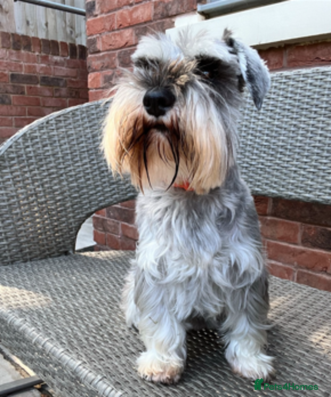 Miniature Schnauzer dogs for sale: Beautiful Miniature Schnauzers - 4 reserved  - Image 3