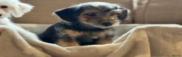 Jackapoo dogs for sale: Gorgeous jackapoo pups ready now  - Advert 12
