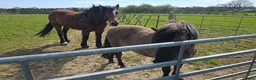 Dartmoor horses for sale: Gorg Dartmoor Fell mare 3 1/2 yrs in Wrexham - Advert 11