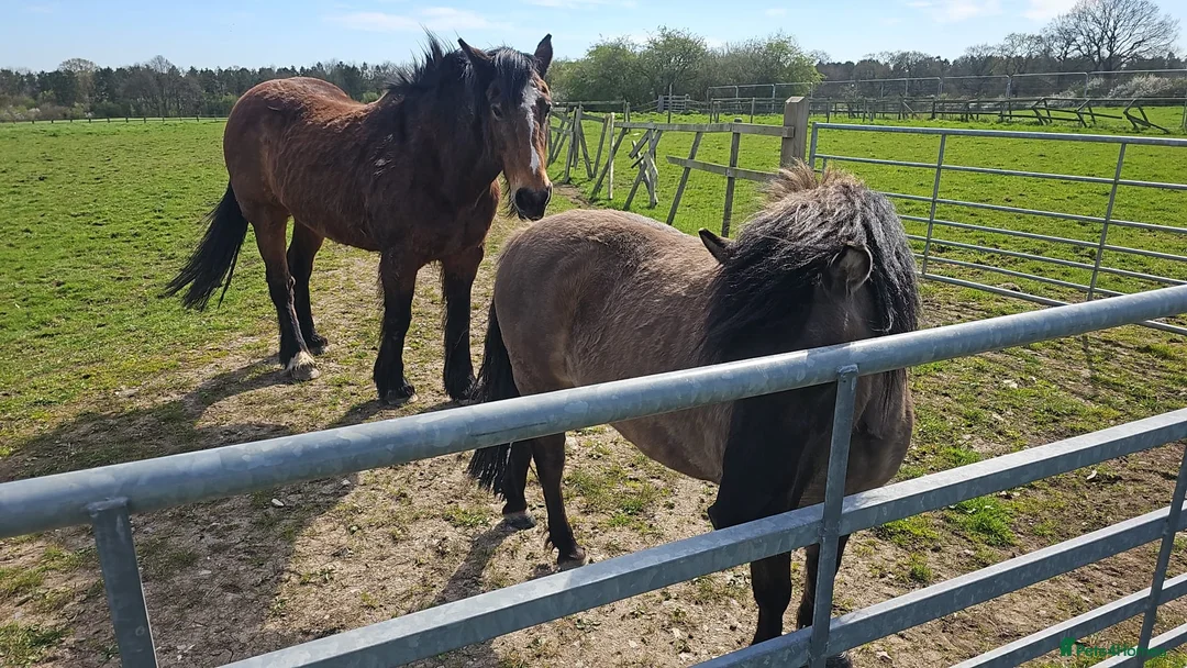 Dartmoor horses for sale: Gorg Dartmoor Fell mare 3 1/2 yrs in Wrexham - Advert 11
