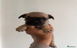 Frug dogs for sale: 3/4 Frenchie 1/4 pug puppies for sale  - Image 4