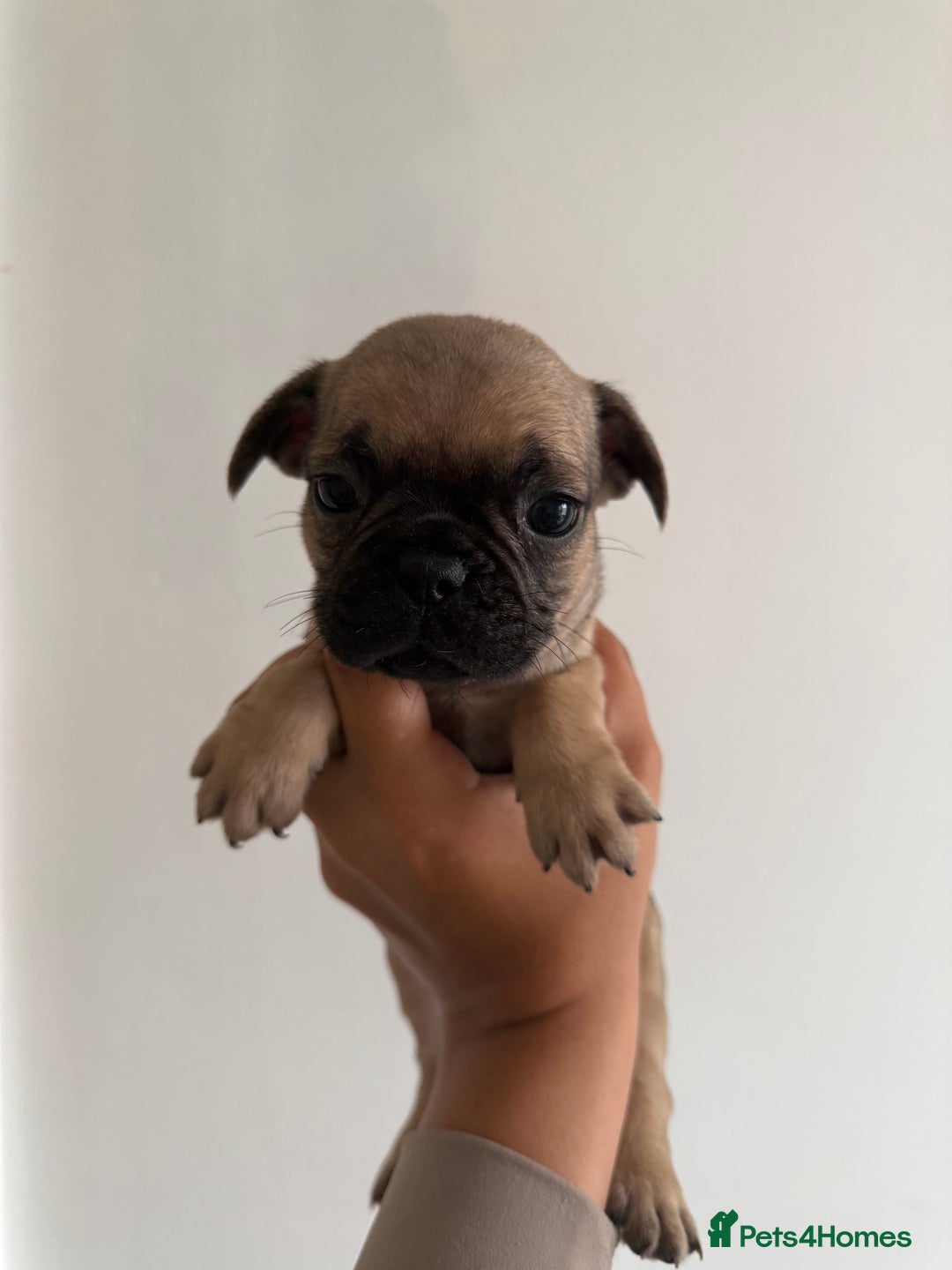 Frug dogs for sale: 3/4 Frenchie 1/4 pug puppies for sale  - Image 4