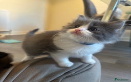 Ragdoll cats for sale: Reserved - Image 13